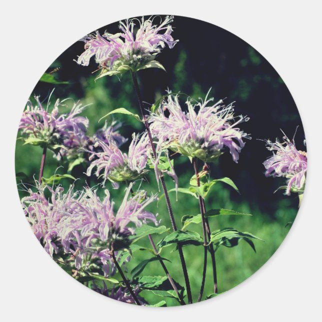 Purple Bee Balm Flowers Classic Round Sticker (Front)