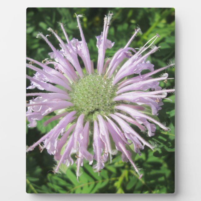 Purple Bee Palm Plaque (Front)