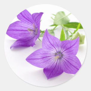 purple bellflowers classic round sticker