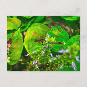 Purple Blooms Among Green Leaves Postcard