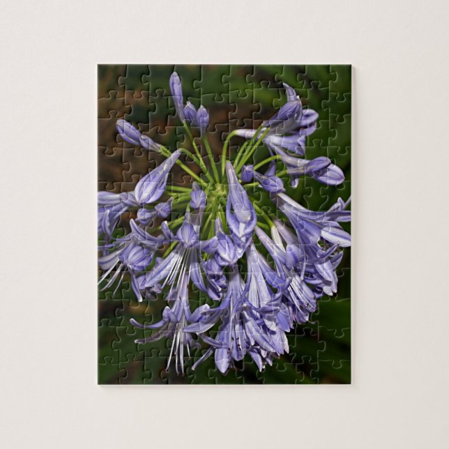 Purple blue agapanthus flower in bloom in garden jigsaw puzzle (Vertical)