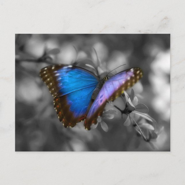 Purple Blue Butterfly Postcard (Front)
