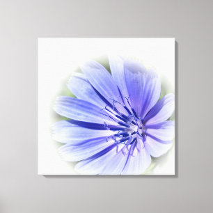 purple blue chicory canvas print