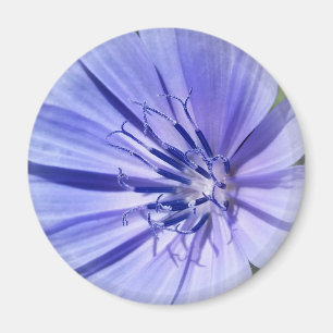 purple blue chicory magnet