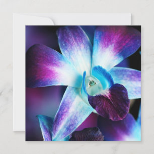 Purple & Blue Dendrobium Orchid Customised Orchids