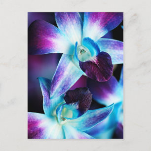Purple & Blue Dendrobium Orchid Customised Orchids Postcard