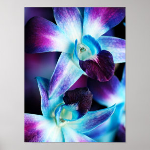 Purple & Blue Dendrobium Orchid Customised Orchids Poster