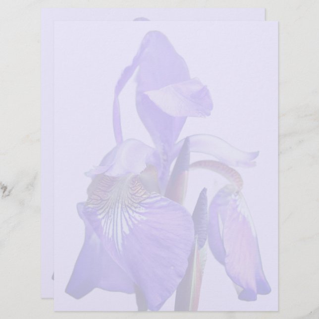 Purple Blue Flag Iris Flower  Custom Letterhead (Front/Back)
