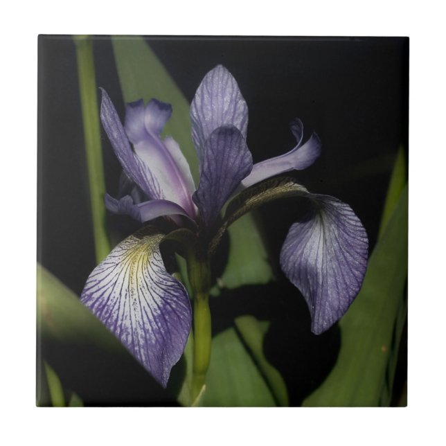 Purple Blue Flag Iris Flower Nature Tile (Front)