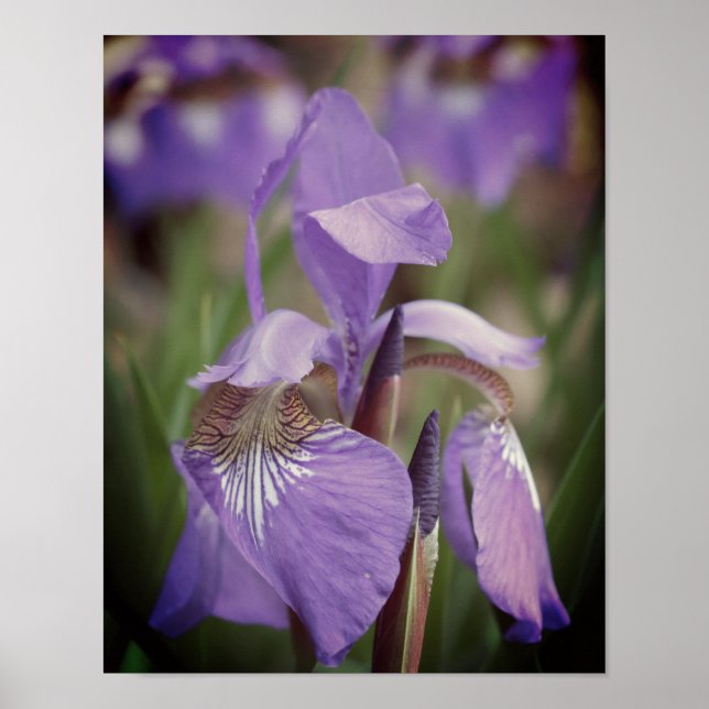 Purple Blue Flag Iris Flower  Poster (Front)