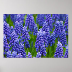 PURPLE BLUE GRAPE FLOWERS NATURE GRASS BEAUTY SCEN POSTER