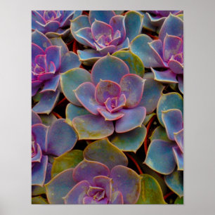 Purple Blue Green Succulent Cactus Plant Poster