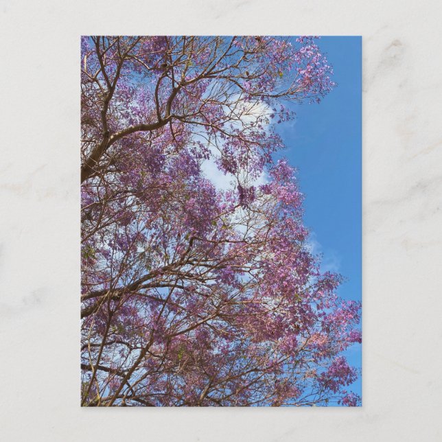 Purple blue Jacaranda tree Postcard (Front)
