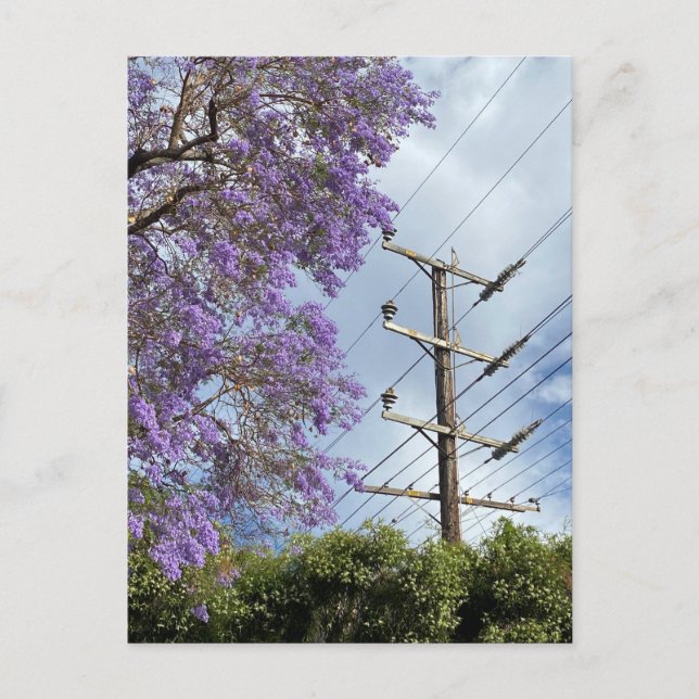 Purple blue Jacaranda tree Postcard (Front)