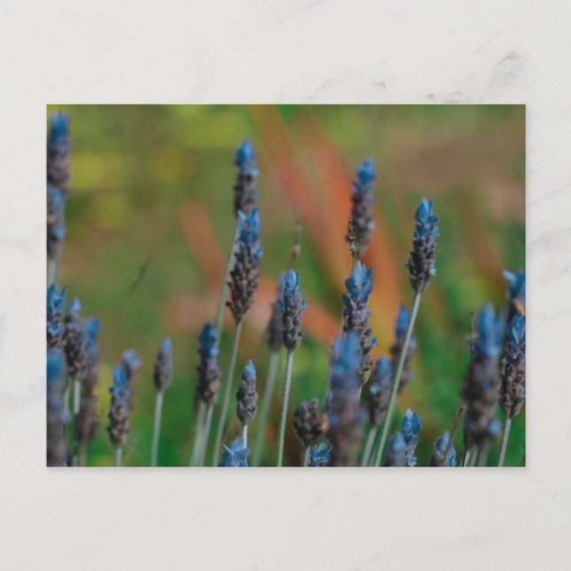 Purple Blue Lavender Flowers Postcard (Front)