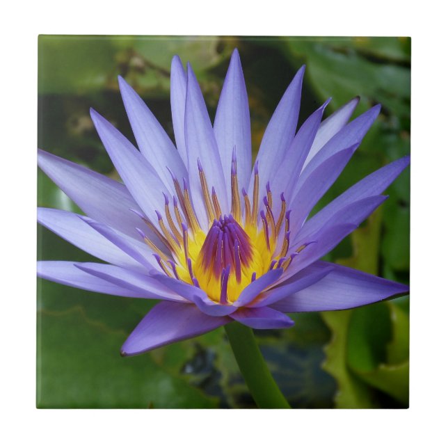 Purple / Blue Water Lily Pond Tile (Front)