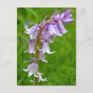 Purple Bluebell Postcard