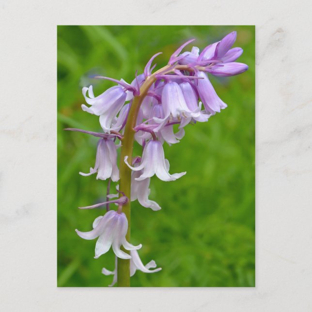 Purple Bluebell Postcard (Front)
