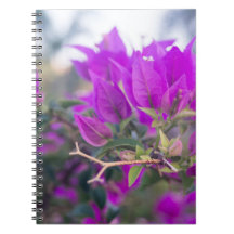 Purple Bougainvillea Flowers