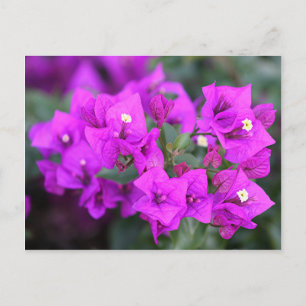 Purple bougainvillea flowers postcard