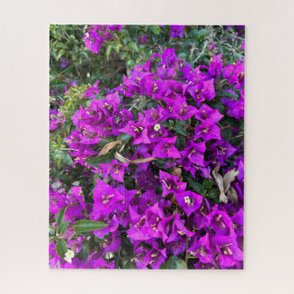 Purple Bougainvillea, Oakland Jigsaw Puzzle