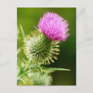 Purple Bull Thistle in Bloom Postcard