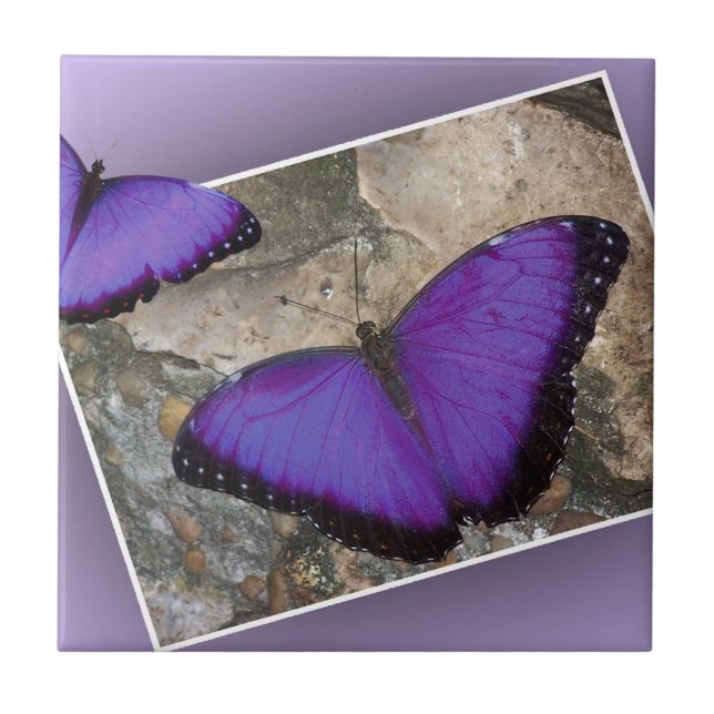 Purple Butterflies Tile (Front)