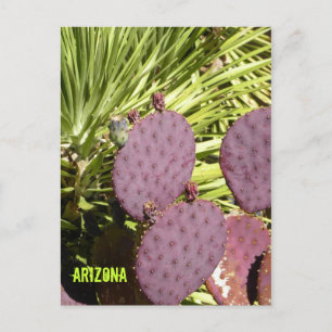 Purple cactus Arizona postcard