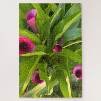 Purple Calla Lily, Oakland Jigsaw Puzzle