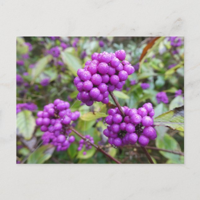 Purple Callicarpa DIY Postcard (Front)