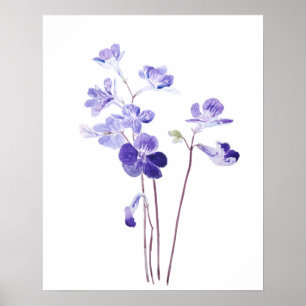 purple Cape primrose flowers watercolor  Poster