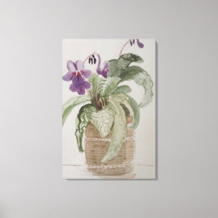 Purple Cape Primrose Watercolour Canvas Print
