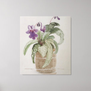 Purple Cape Primrose Watercolour Canvas Print