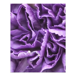 Purple Carnation Photo Print