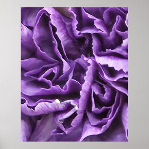 Purple Carnation Poster