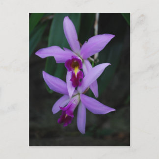 Purple Cattleya orchid Postcard