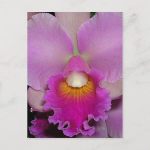 Purple Cattleya Postcard