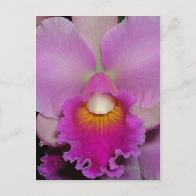 Purple Cattleya Postcard (Front)
