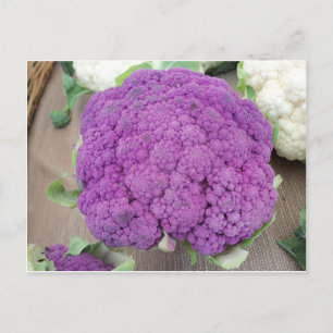 Purple Cauliflower.  Photo by Frederick Meekins Postcard