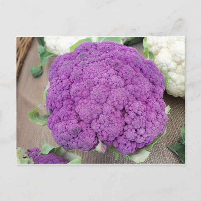 Purple Cauliflower.  Photo by Frederick Meekins Postcard (Front)