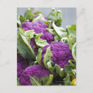 Purple cauliflower postcard