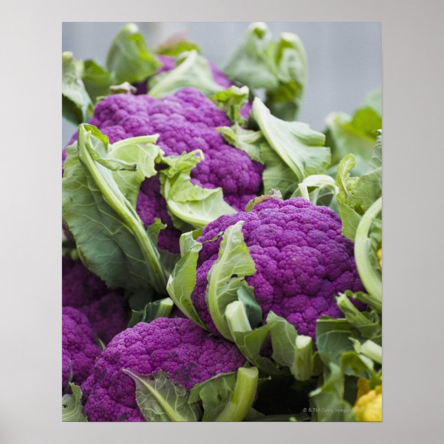 Purple cauliflower poster (Front)