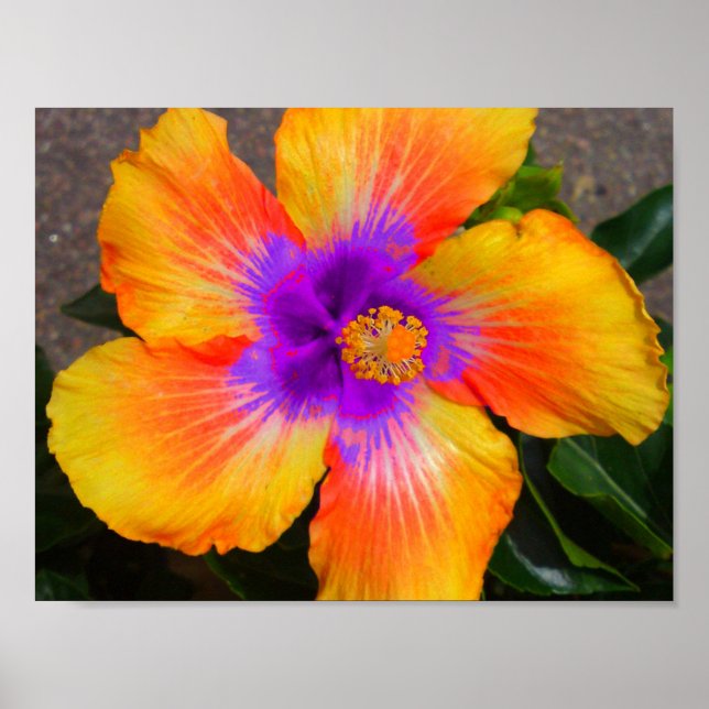 Purple Center Fire Flower Poster (Front)