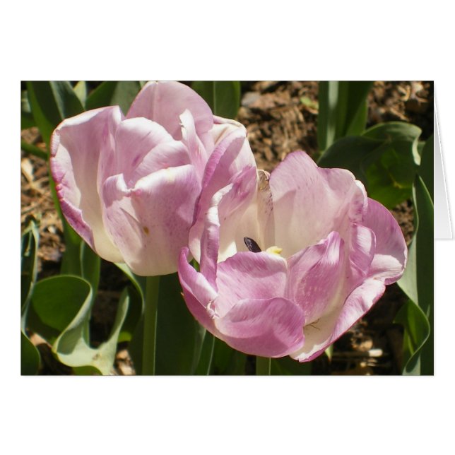 Purple Central Park Tulips (Front Horizontal)