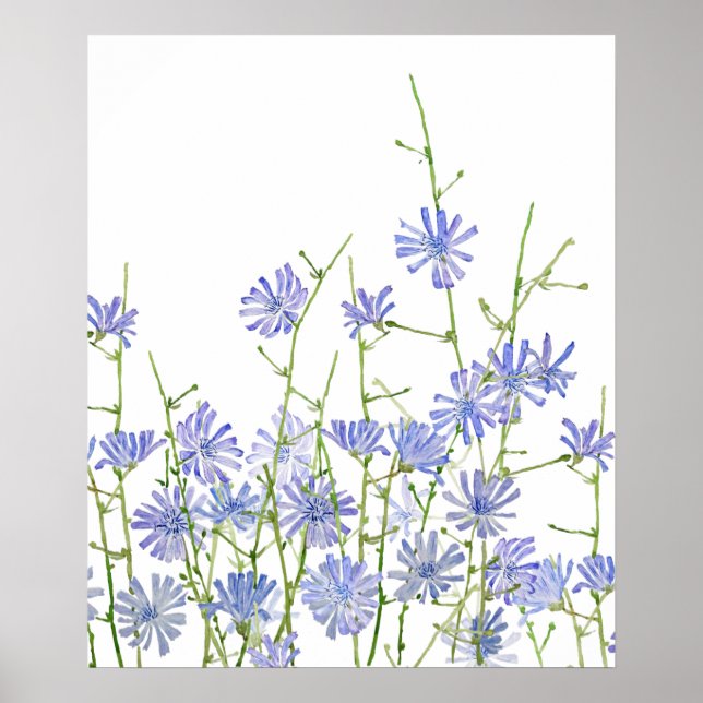 purple chicory watercolor  poster (Front)