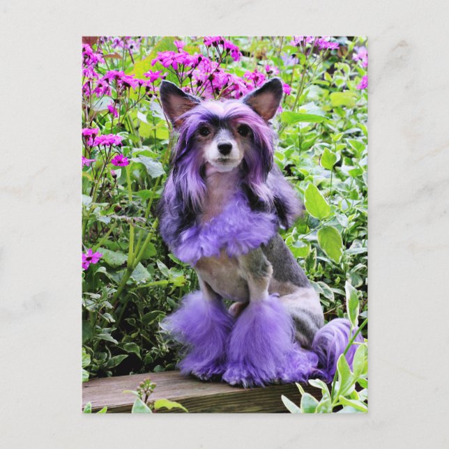 Purple Chinese Crested Dog in Pink Flowers Postcard (Front)