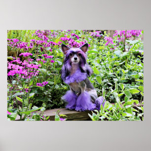 Purple Chinese Crested Dog in Pink Flowers Poster