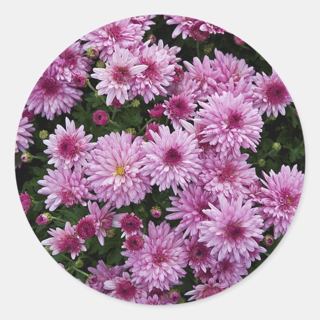 Purple Chrysanthemum X Morifolium Flowers Classic Round Sticker (Front)