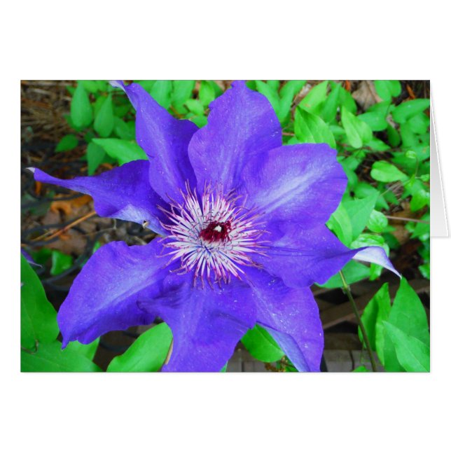 Purple Clematis Flower (Front Horizontal)