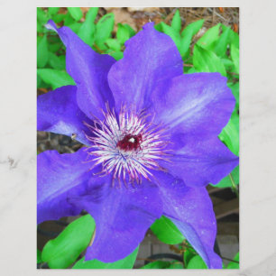 Purple Clematis Flower